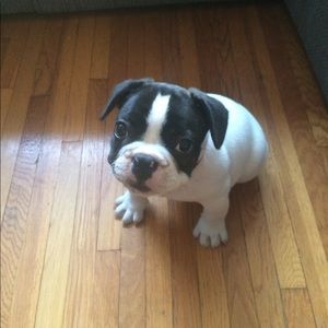 Meet your Posher, Dixie